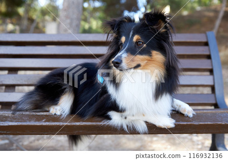 Sheltie tricolour 116932136