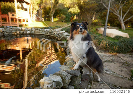 Sheltie tricolour Sheltie tricolour 116932146