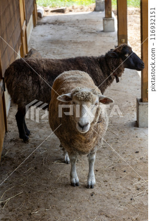 農場的羊 Kozu 農場 116932151