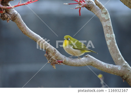 A bird that flew into the garden: a Japanese white-eye. 116932167