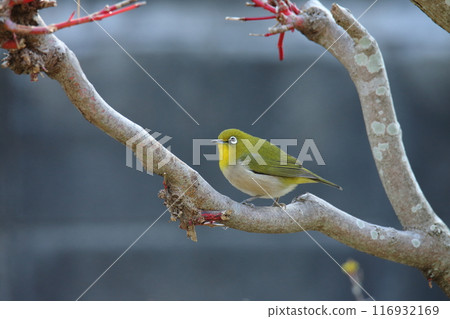 A bird that flew into the garden: a Japanese white-eye. 116932169