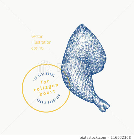 Vector Hand Drawn Chicken Leg Illustration. Collagen Diet Food Illustration. Vintage Style Chicken Quarter Vector Hand Drawn Chicken Leg Illustration. Collagen Diet Food Illustration. Vintage Style Chicken Quarter 116932368