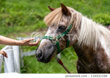 農場小馬小津農場 116932386