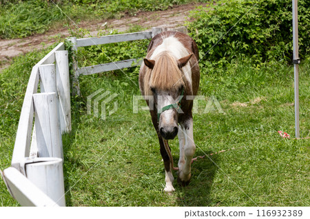 農場小馬小津農場 農場小馬小津農場 116932389
