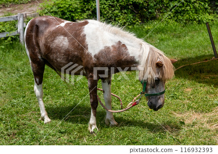 Farm Ponies - Kozu Farm 116932393