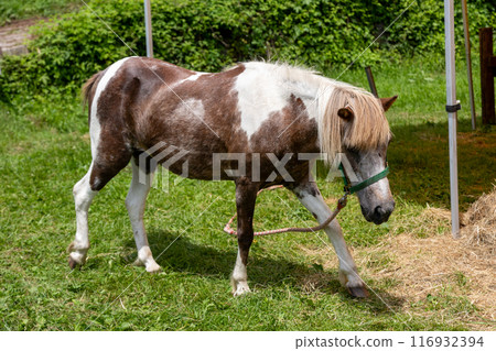 Farm Ponies - Kozu Farm 116932394
