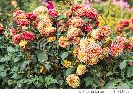 A beautiful garden of Dahlia flowers in full bloom. 116932692