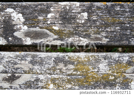 Green moss texture on old wooden plank 116932711