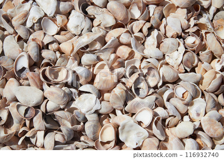 Atlantic beach shell texture in close i-up for background 116932740