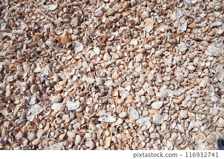 Atlantic beach shell texture in close i-up for background 116932741