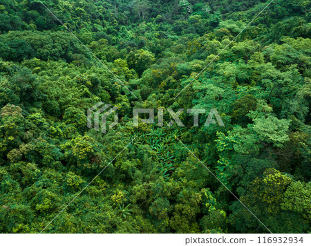 Aerial view of tropical forest in summer 116932934