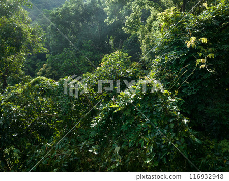 Aerial view of tropical forest in summer 116932948