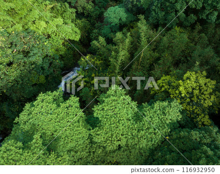 Aerial view of tropical forest in summer 116932950