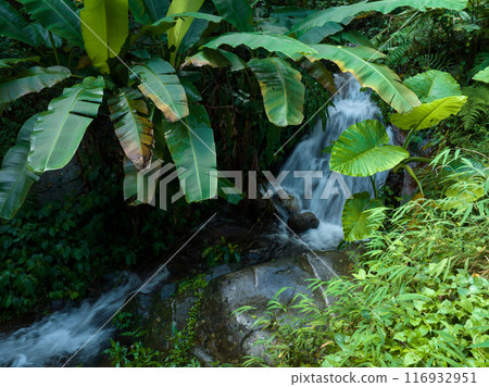 Aerial view of tropical forest in summer 116932951