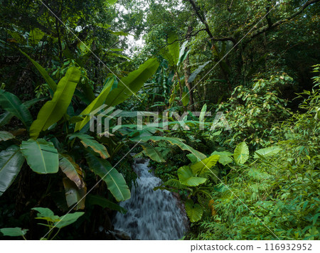 Aerial view of tropical forest in summer 116932952