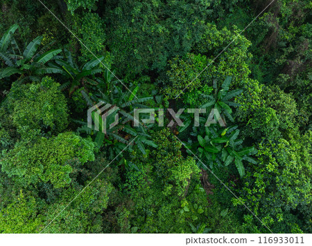 Aerial view of beautiful tropical forest mountain landscape in summer 116933011