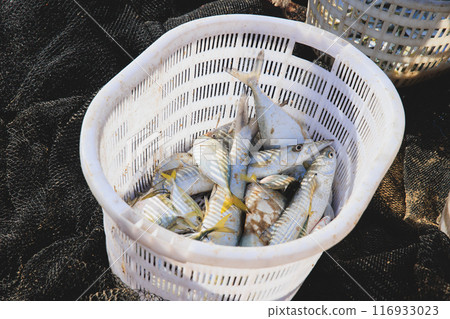 Catch hairtail fish on the beach Catch hairtail fish on the beach 116933023