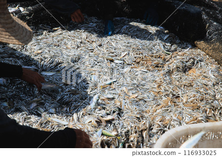 fisherman catch fish on the beach fisherman catch fish on the beach 116933025