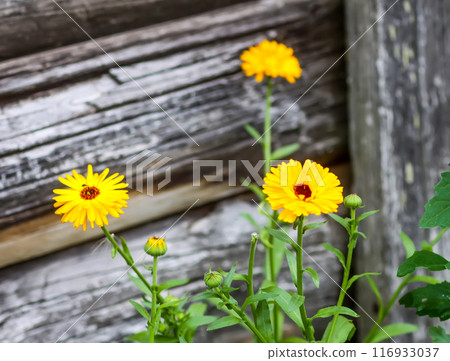 Bright flowers of Calendula officinalis medical plant. 116933037