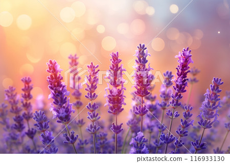 colorful watercolor illustration of blooming lavender at sunset 116933130