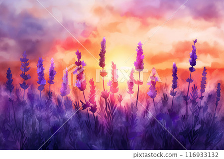 colorful watercolor illustration of blooming lavender at sunset 116933132