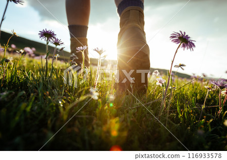Woman hiker legs walking beautiful flowering grassland Woman hiker legs walking beautiful flowering grassland 116933578
