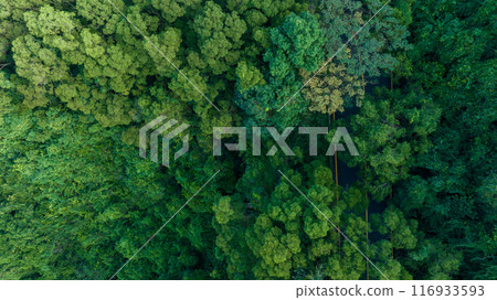Aerial view of trail hiding in forest 116933593