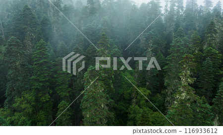 Beautiful forest landscape in Sichuan,China 116933612
