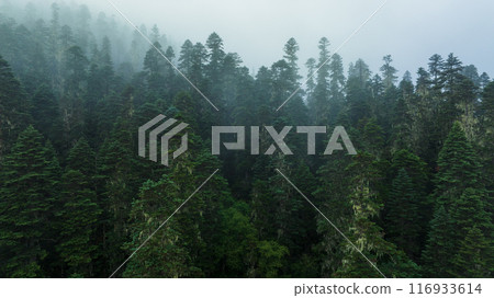 Beautiful forest landscape in Sichuan,China Beautiful forest landscape in Sichuan,China 116933614