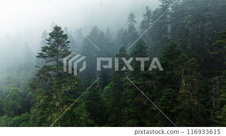 Beautiful forest landscape in Sichuan,China 116933615