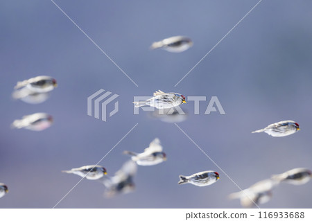 A flock of redpolls in flight 116933688