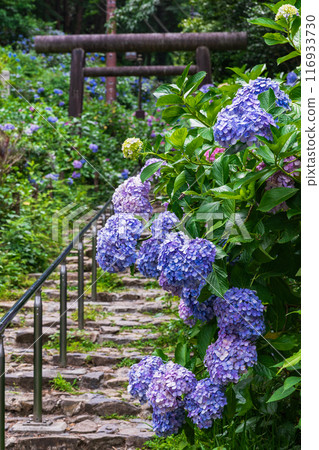 Hydrangeas on Mt. Ohira (Tochigi City, Tochigi Prefecture) Hydrangeas on Mt. Ohira (Tochigi City, Tochigi Prefecture) 116933730