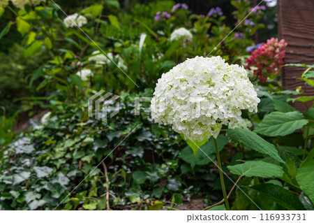 Hydrangeas on Mt. Ohira (Tochigi City, Tochigi Prefecture) Hydrangeas on Mt. Ohira (Tochigi City, Tochigi Prefecture) 116933731