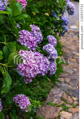 Hydrangeas on Mt. Ohira (Tochigi City, Tochigi Prefecture) Hydrangeas on Mt. Ohira (Tochigi City, Tochigi Prefecture) 116933732
