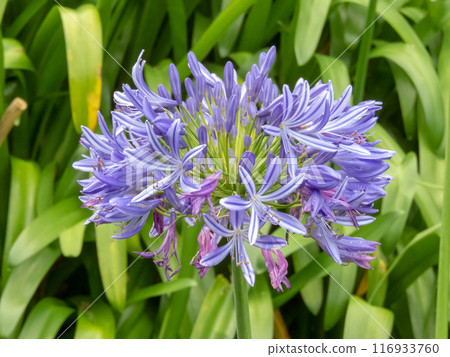 Agapanthus praecox, lily of the Nile or African lily purple flowers inflorescence closeup on the blurred foliage background Agapanthus praecox, lily of the Nile or African lily purple flowers inflorescence closeup on the blurred foliage background 116933760