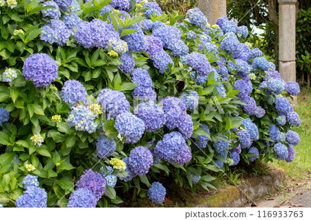 Hydrangea macrophylla with light blue flowers garden hedge. 116933763