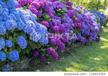 Hydrangea macrophylla with purple and blue flowers garden hedge. Hydrangea macrophylla with purple and blue flowers garden hedge. 116933764