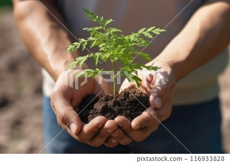 Close-up of a person holding a small plant in their hands with soil 116933828