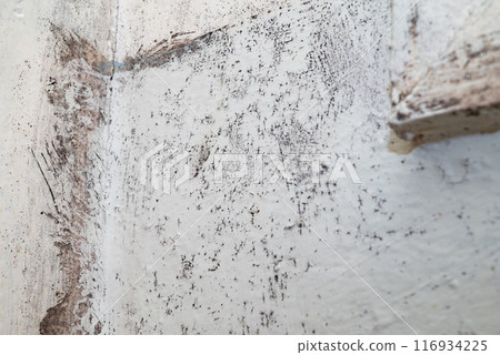 Big wet black mold and cracks a on the wall Big wet black mold and cracks a on the wall 116934225