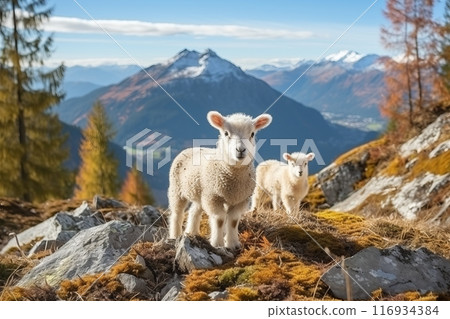 Picturesque alpine landscape with adorable small sheep grazing in vibrant meadows 116934384