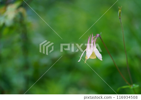 Yellow columbine flower Yellow columbine flower 116934508