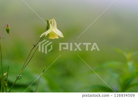 Yellow columbine flower Yellow columbine flower 116934509