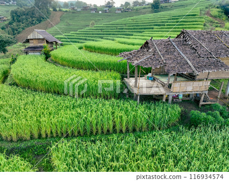 Landscape of green rice terraces and traditional huts in a village near Chiangmai, Thailand. Travel destinations. Beauty of terraced rice fields. Rural life and traditional farming practices in Asia. 116934574