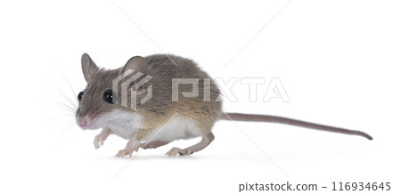 African pygmy mouse on white background African pygmy mouse on white background 116934645