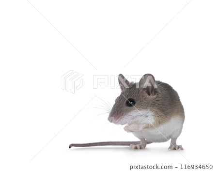 African pygmy mouse on white background African pygmy mouse on white background 116934650