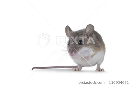 African pygmy mouse on white background African pygmy mouse on white background 116934651