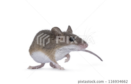 African pygmy mouse on white background African pygmy mouse on white background 116934662
