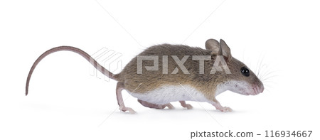 African pygmy mouse on white background 116934667