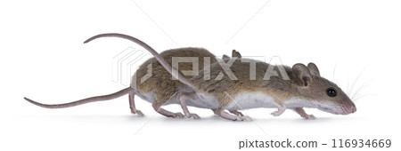 African pygmy mouse on white background 116934669