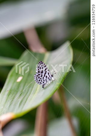 鵝清水 鵝清水 116934759